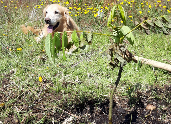 Tree planting 2023